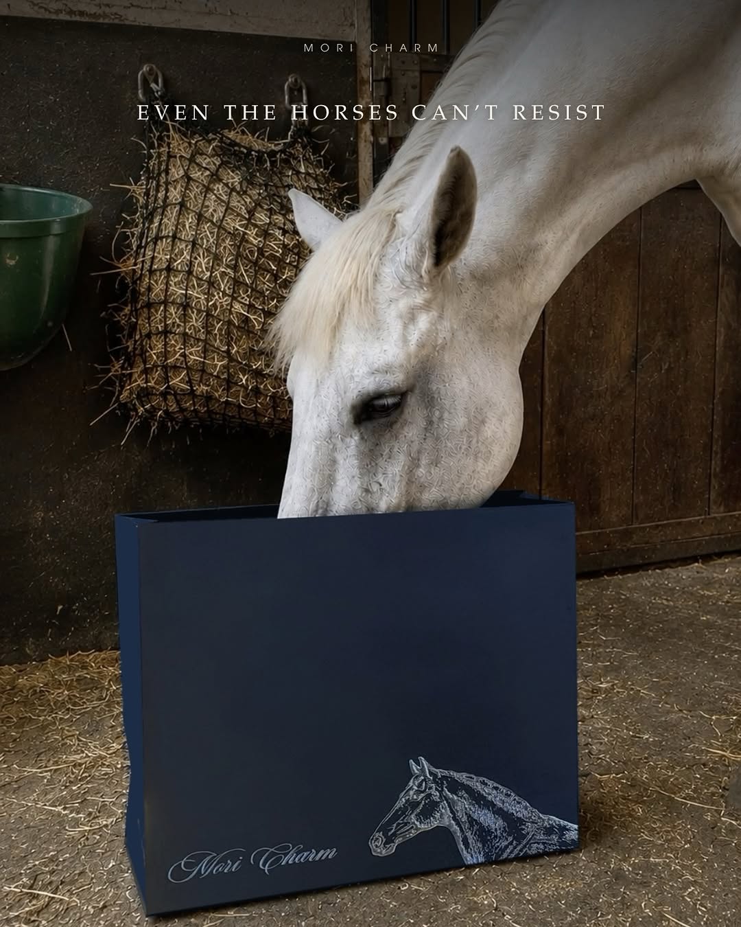 Horse curious about a Mori Charm box