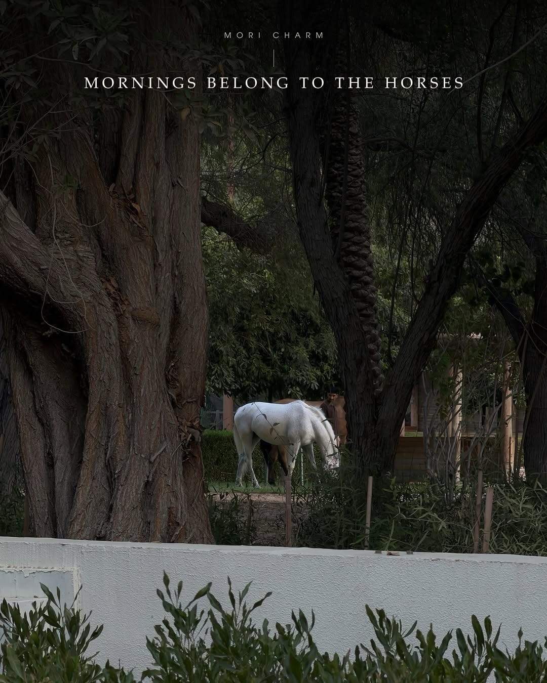 White horse among trees in the morning